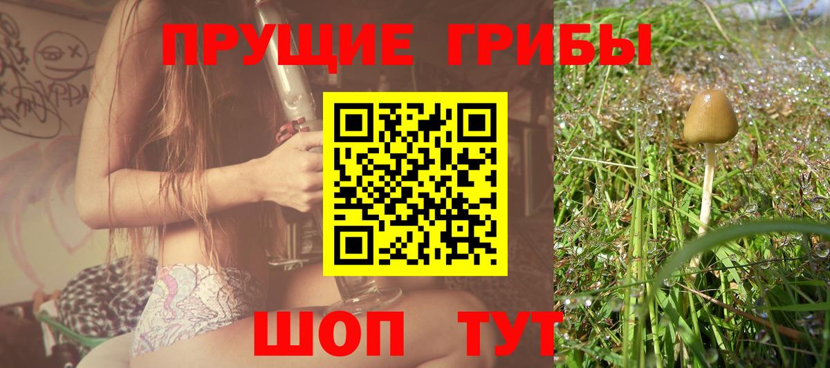 Псилоцибиновые грибы Psilocybine cubensis  Камень-на-Оби  Галлюциногенные грибы мухоморы 